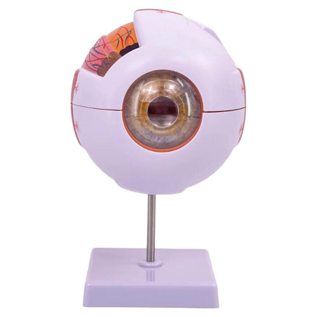 Modello anatomico dell'occhio  - Science Exhibition Models recensione e prezzo