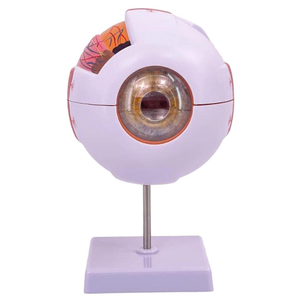 Modello anatomico dell'occhio  - Science Exhibition Models recensione e prezzo
